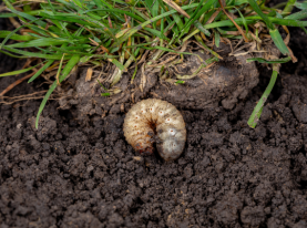 lawn pest control